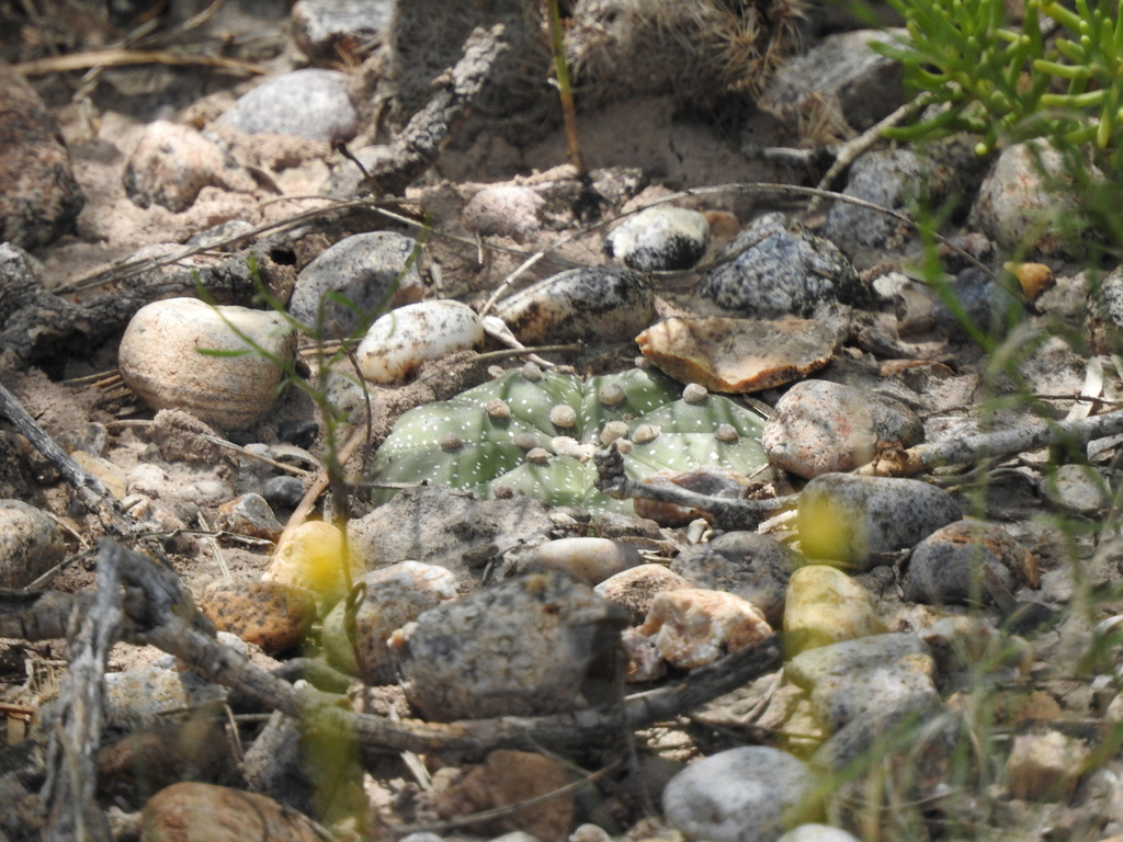 Astrophytum asterias, Starr County, US-TX, US