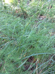 Asparagus tenuifolius