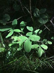 Laburnum anagyroides