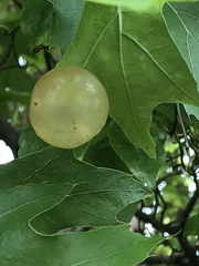 Amphibolips nubilipennis