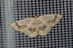 Cyclophora annularia
