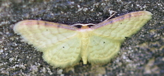 Idaea humiliata