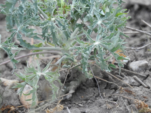 Image of Jatropha cathartica by (c) Joseph Aubert, some rights reserved (CC BY)
