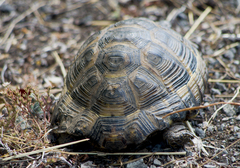 Testudo graeca ibera