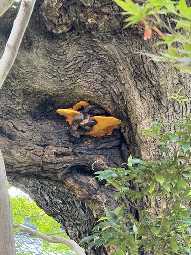 Aurantiporus croceus