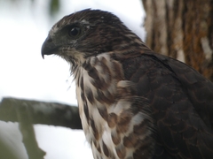 Accipiter virgatus