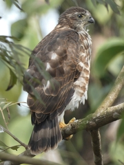 Accipiter virgatus