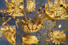 Dasylobus gestroi