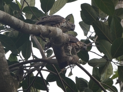 Accipiter virgatus