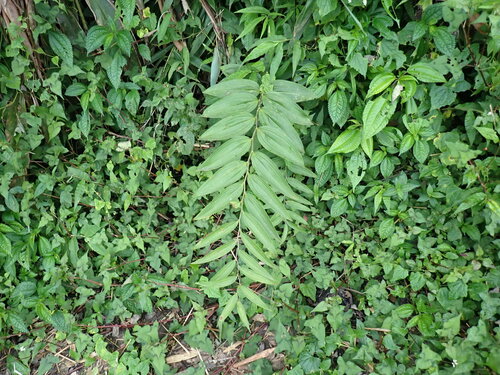 Polygonatum arisanense, photograph 5