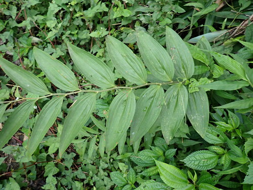 Polygonatum arisanense, photograph 6