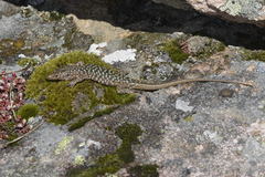 Archaeolacerta bedriagae