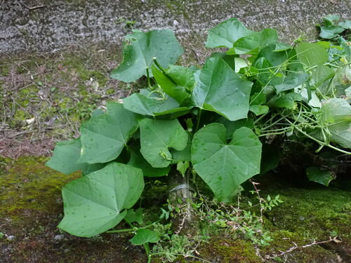 Sechium edule