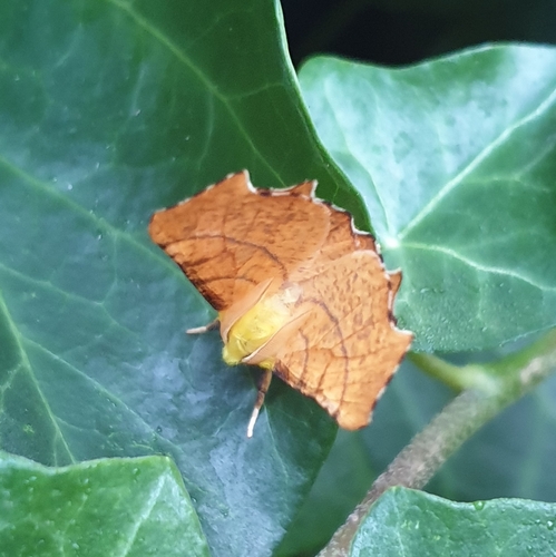 Canary-shouldered Thorn, 1797 SL Den Hoorn Texel, Nederland, photo 6 of 10