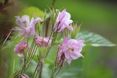 Aquilegia vulgaris
