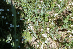Stellaria graminea