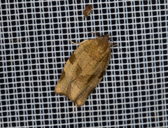 Choristoneura hebenstreitella