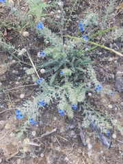 Anchusa officinalis