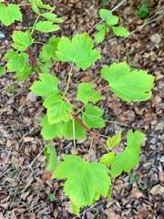 Acer glabrum glabrum