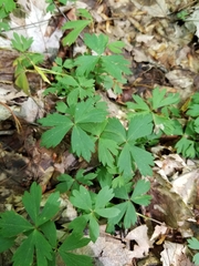 Anemonoides quinquefolia