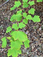 Acer glabrum glabrum