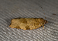 Choristoneura hebenstreitella