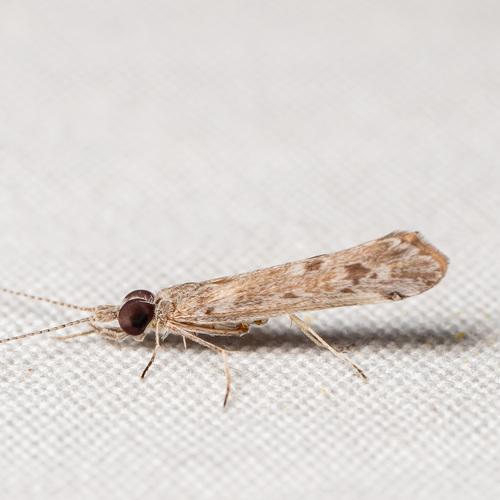 Marilia flexuosa