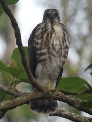 Accipiter virgatus