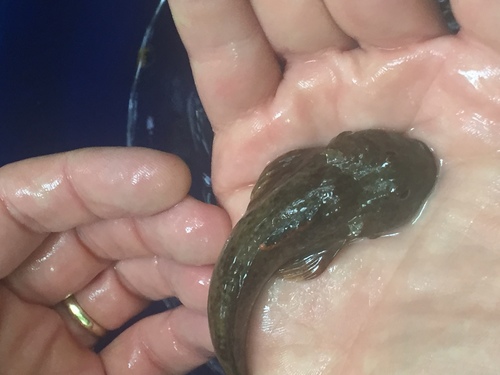 Cottus caeruleomentum