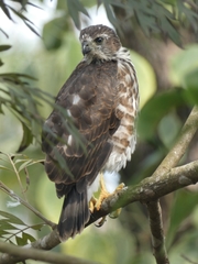 Accipiter virgatus