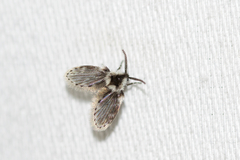 Lepiseodina conspicua