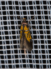 Schiffermuelleria schaefferella