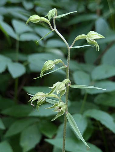 Epipactis papillosa iNat (2)