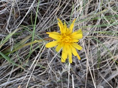 Nothocalais troximoides