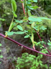 Rosa nutkana hispida