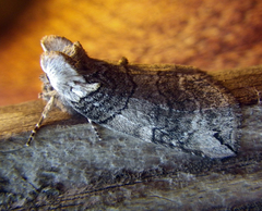 Euthyatira semicircularis