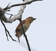 Pachyramphus