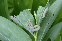 Phymatocera aterrima