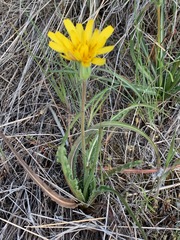 Nothocalais troximoides