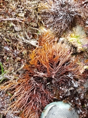 Sarcodiotheca
