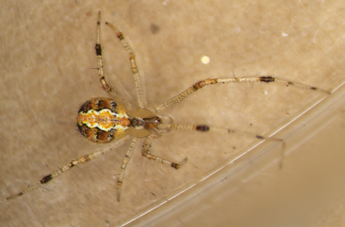 Theridion punctipes