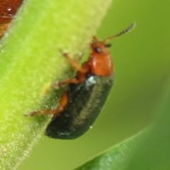 Plagiodera arizonae