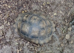 Chelonoidis niger vandenburghi