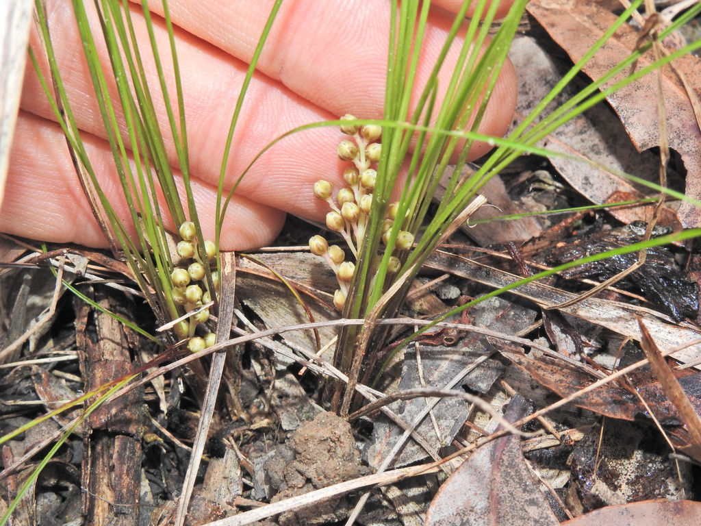 wattle mat-rush from Talegalla Weir QLD 4650, Australia on July 28 ...