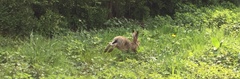 Lepus europaeus