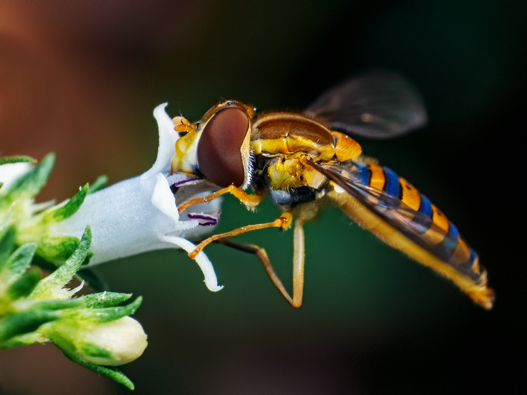 Typical Hover Flies