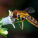 Typical Hover Flies - Photo (c) João P. Burini, some rights reserved (CC BY-SA)