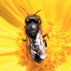 Cephalosmia