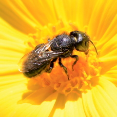 Cephalosmia