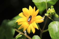 Cephalosmia